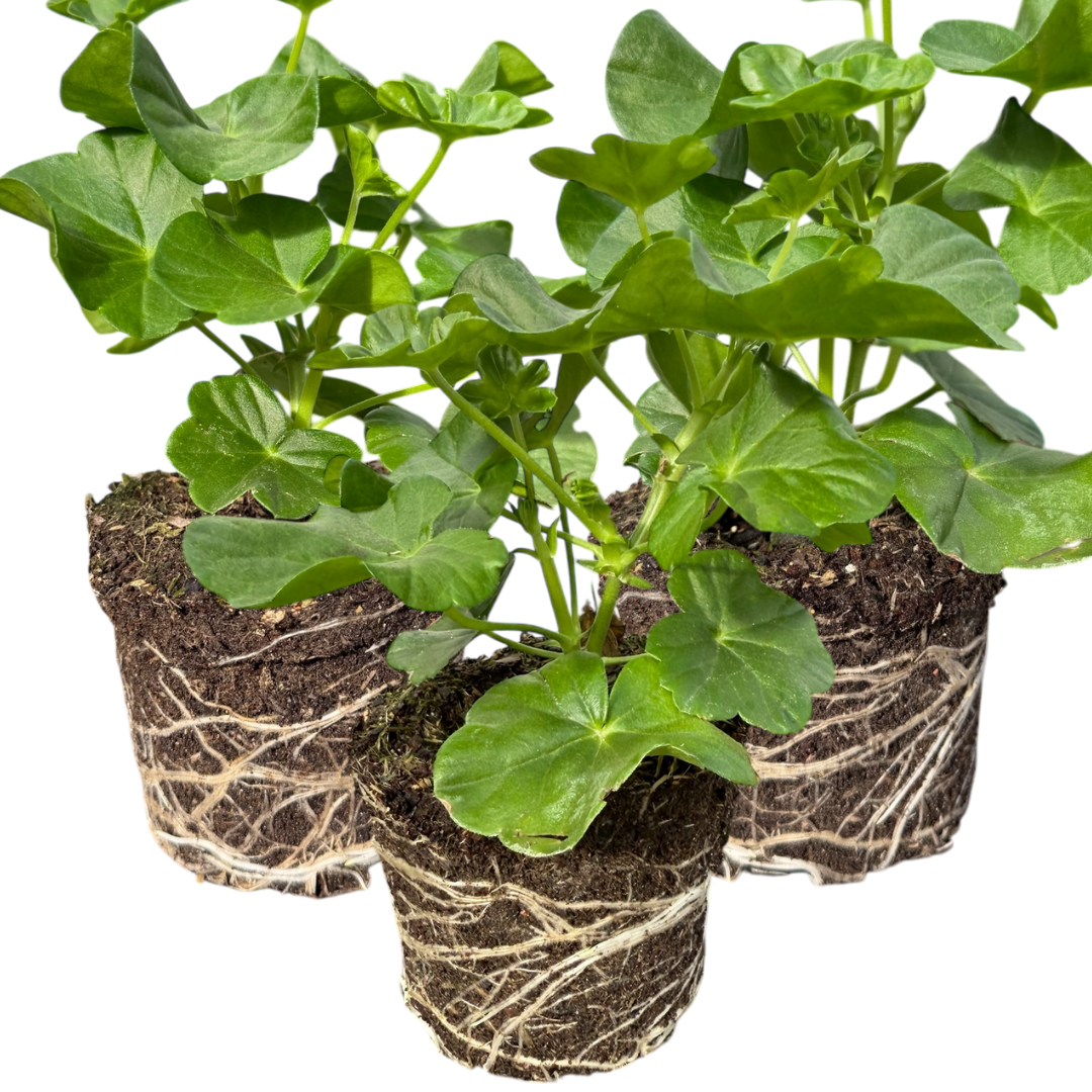 Geranium Sunflair Ruben - Frankton's