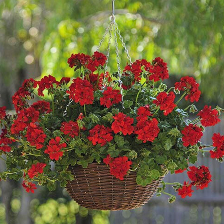 Geranium Sunflair Ruben - Frankton's