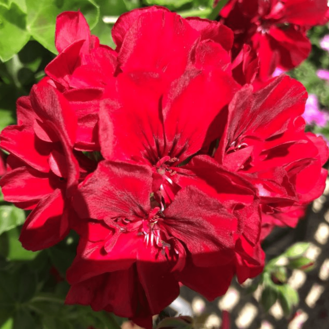 Geranium Sunflair Ruben - Frankton's