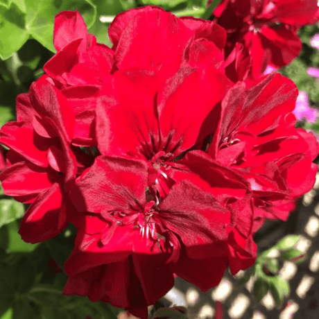Geranium Sunflair Ruben - Frankton's