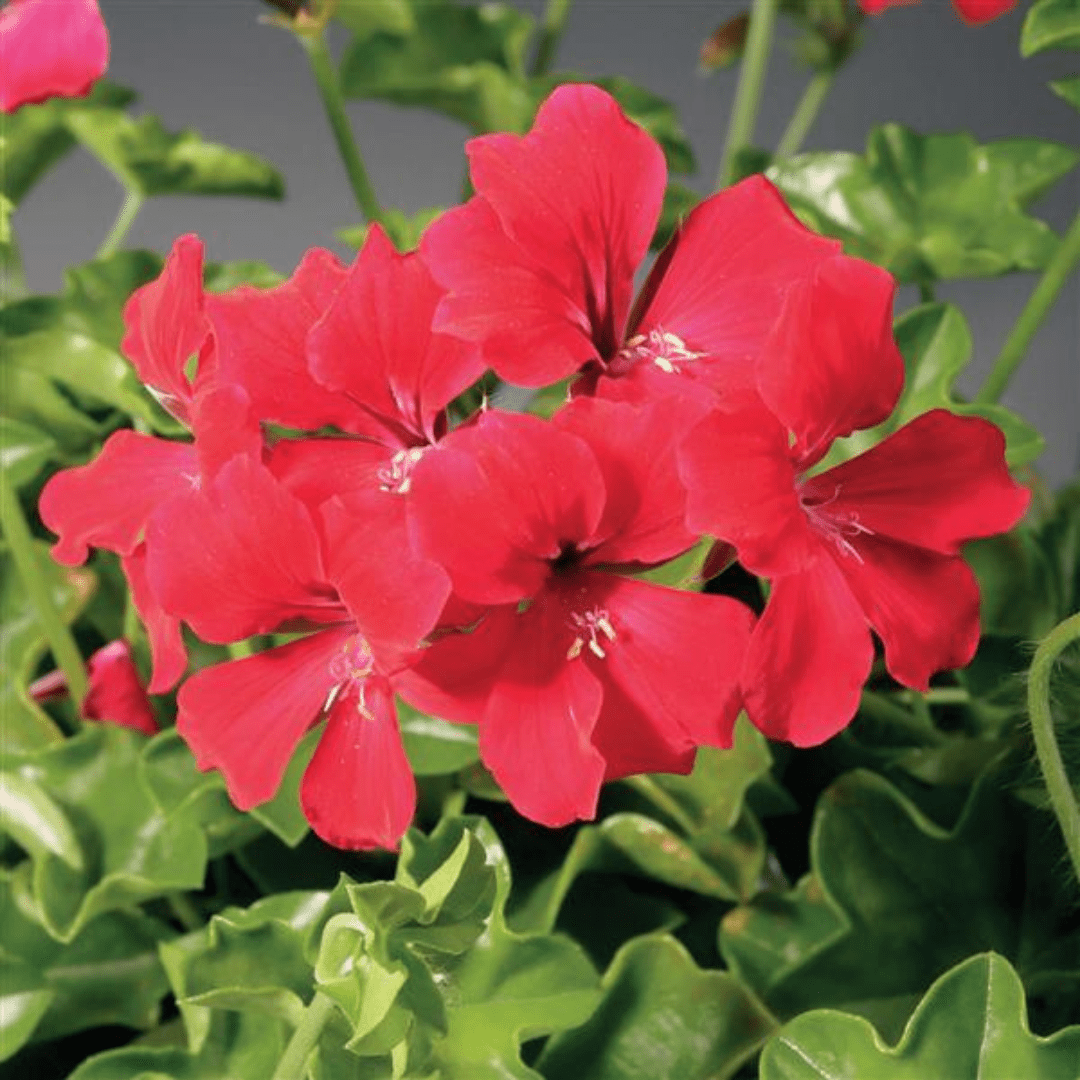 Geranium Tornado Red - Frankton's