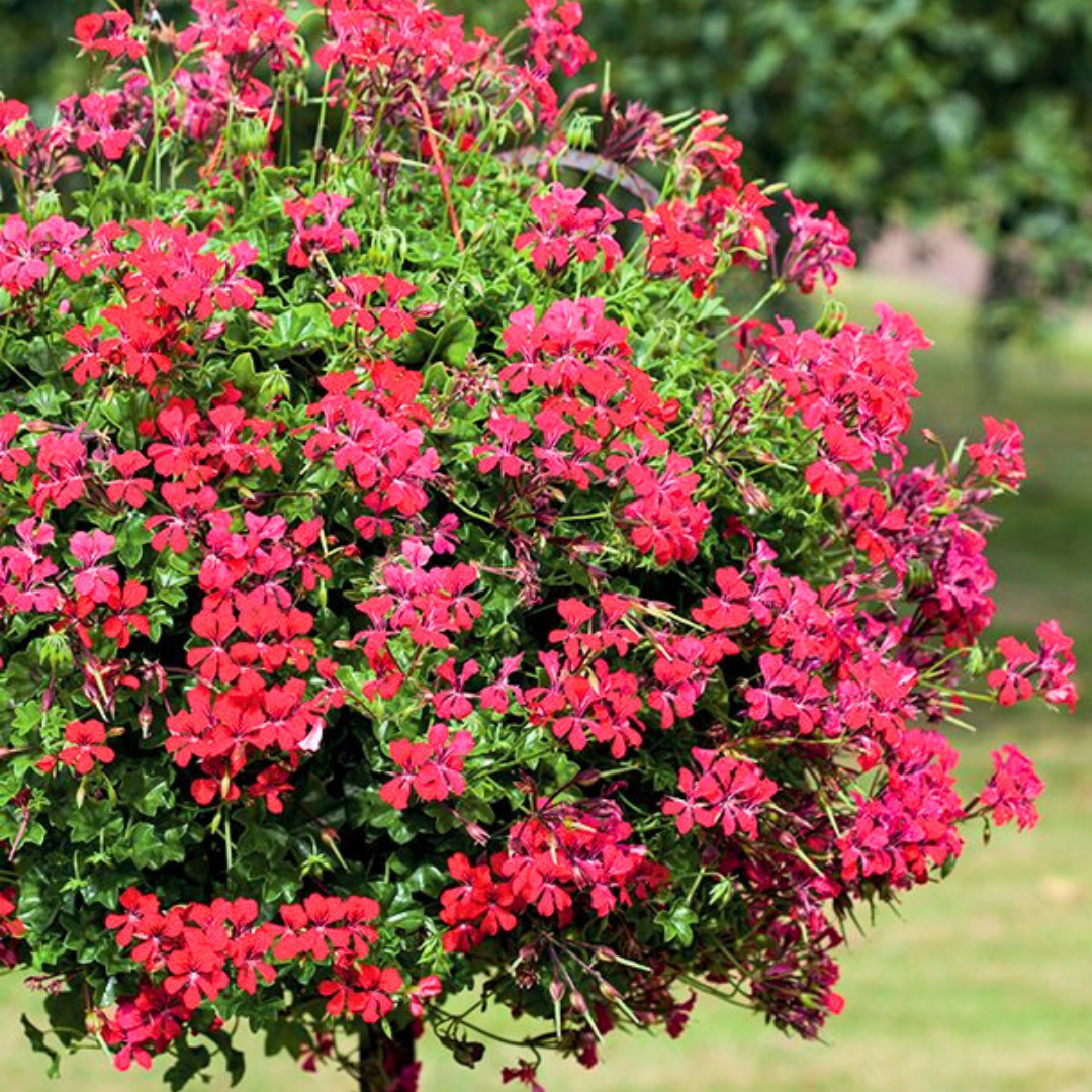 Geranium Tornado Red - Frankton's