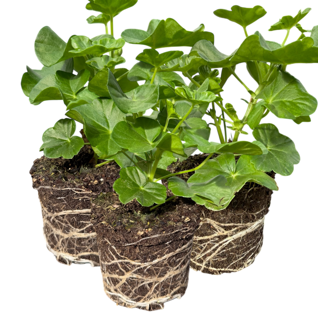 Geranium Tornado Red - Frankton's