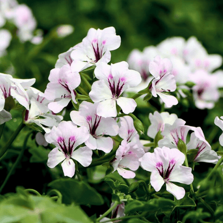 Geranium Tornado White - Frankton's