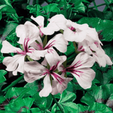 Geranium Tornado White - Frankton's