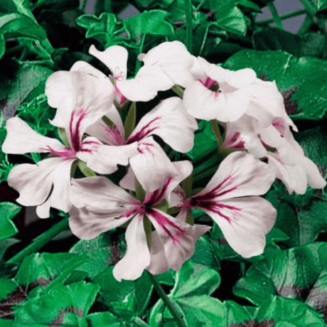 Geranium Tornado White - Frankton's