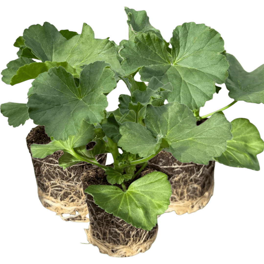 Geranium Toscana Anne - Frankton's