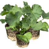 Geranium Toscana Anne - Frankton's