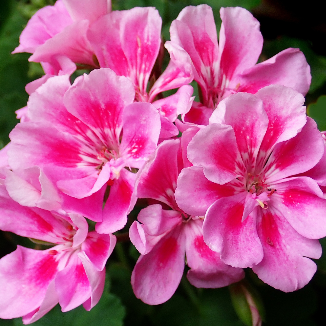 Geranium Toscana Anne - Frankton's