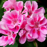 Geranium Toscana Anne - Frankton's