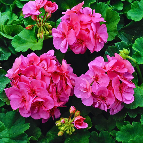 Geranium Toscana Anne - Frankton's