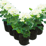 Geranium Toscana Erika - Frankton's