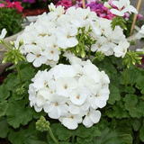 Geranium Toscana Erika - Frankton's