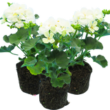 Geranium Toscana Erika - Frankton's