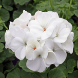 Geranium Toscana Erika - Frankton's