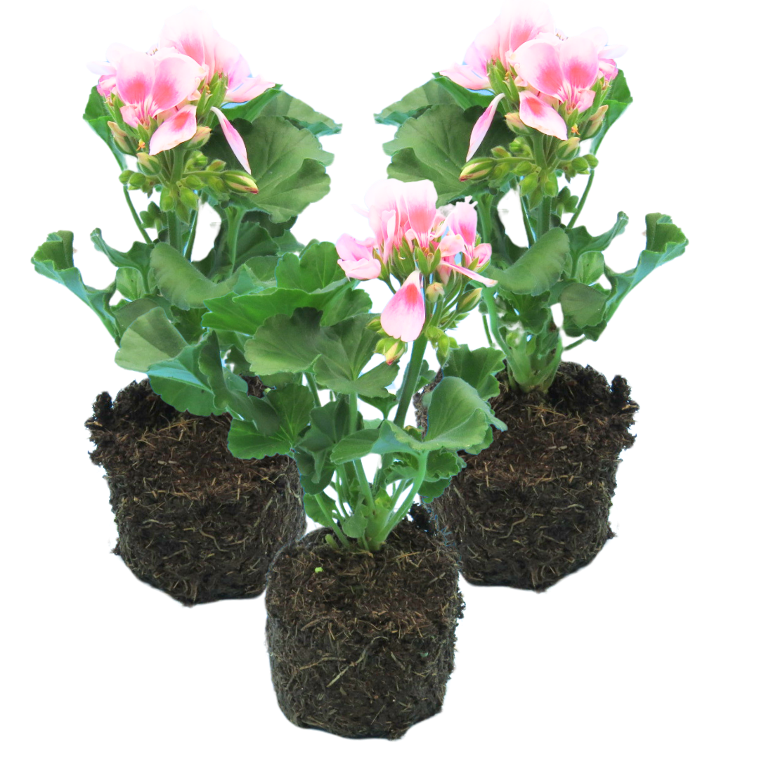 Geranium Toscana Linus - Frankton's