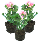 Geranium Toscana Linus - Frankton's