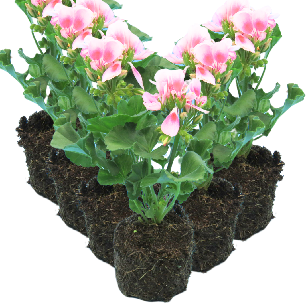 Geranium Toscana Linus - Frankton's