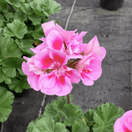 Geranium Toscana Linus - Frankton's