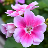 Geranium Toscana Linus - Frankton's