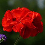 Geranium Toscana Mylena - Frankton's