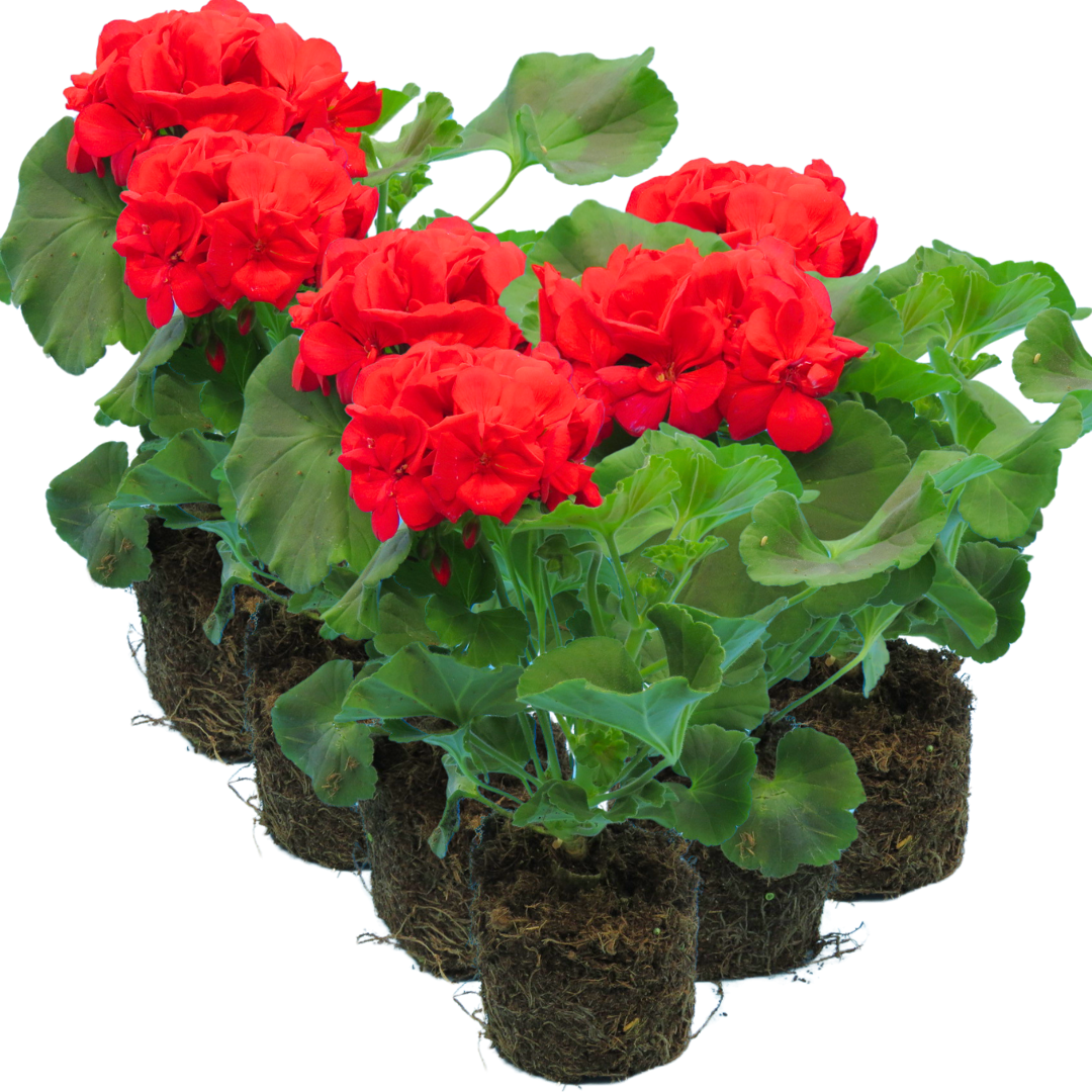 Geranium Toscana Mylena - Frankton's