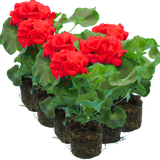 Geranium Toscana Mylena - Frankton's