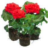 Geranium Toscana Mylena - Frankton's