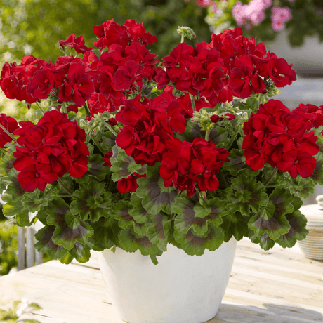 Geranium Toscana Mylena - Frankton's