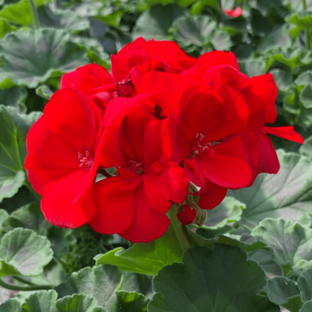 Geranium Toscana Senna - Frankton's
