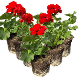 Geranium Toscana Senna - Frankton's