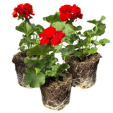 Geranium Toscana Senna - Frankton's