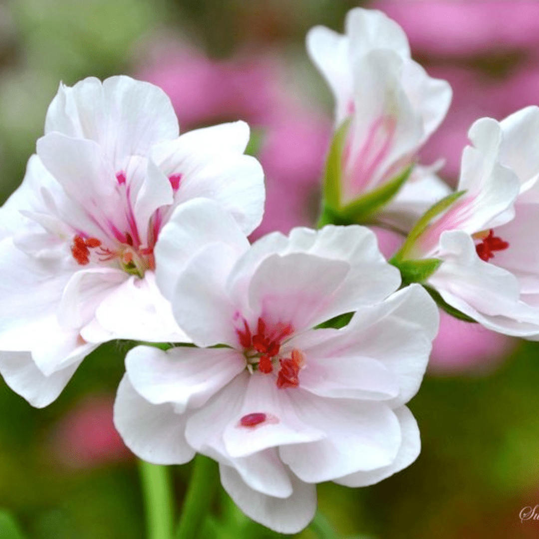 Geranium Trailing Blanche Roche - Frankton's