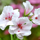 Geranium Trailing Blanche Roche - Frankton's