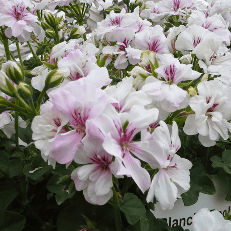 Geranium Trailing Blanche Roche - Frankton's