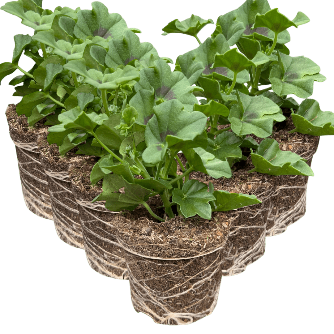 Geranium Trailing Blanche Roche - Frankton's