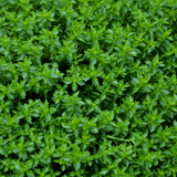 Hebe Green Globe - Frankton's
