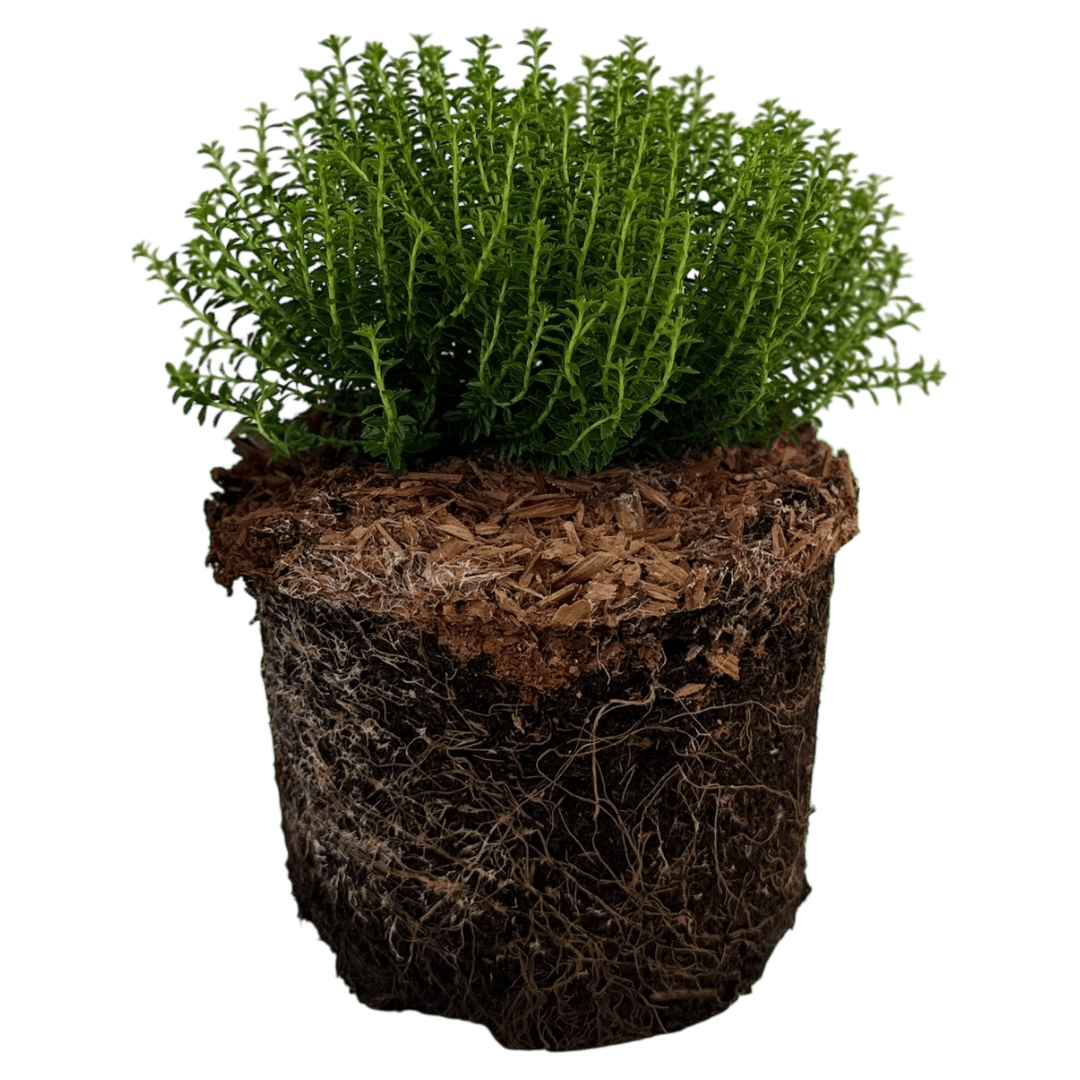 Hebe Green Globe - Frankton's