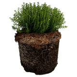 Hebe Green Globe - Frankton's