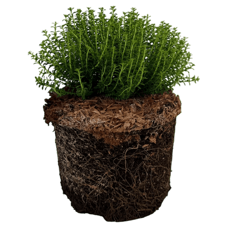 Hebe Green Globe - Frankton's
