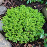 Hebe Green Globe - Frankton's
