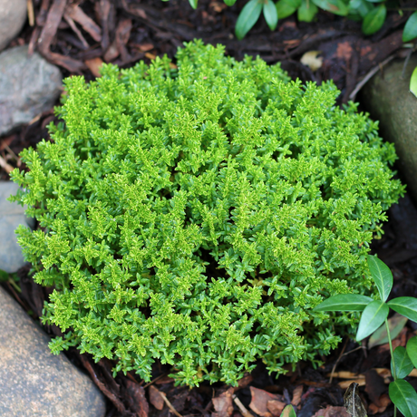 Hebe Green Globe - Frankton's