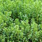 Hebe Little Leaves Green - Frankton's