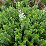 Hebe Little Leaves Green - Frankton's