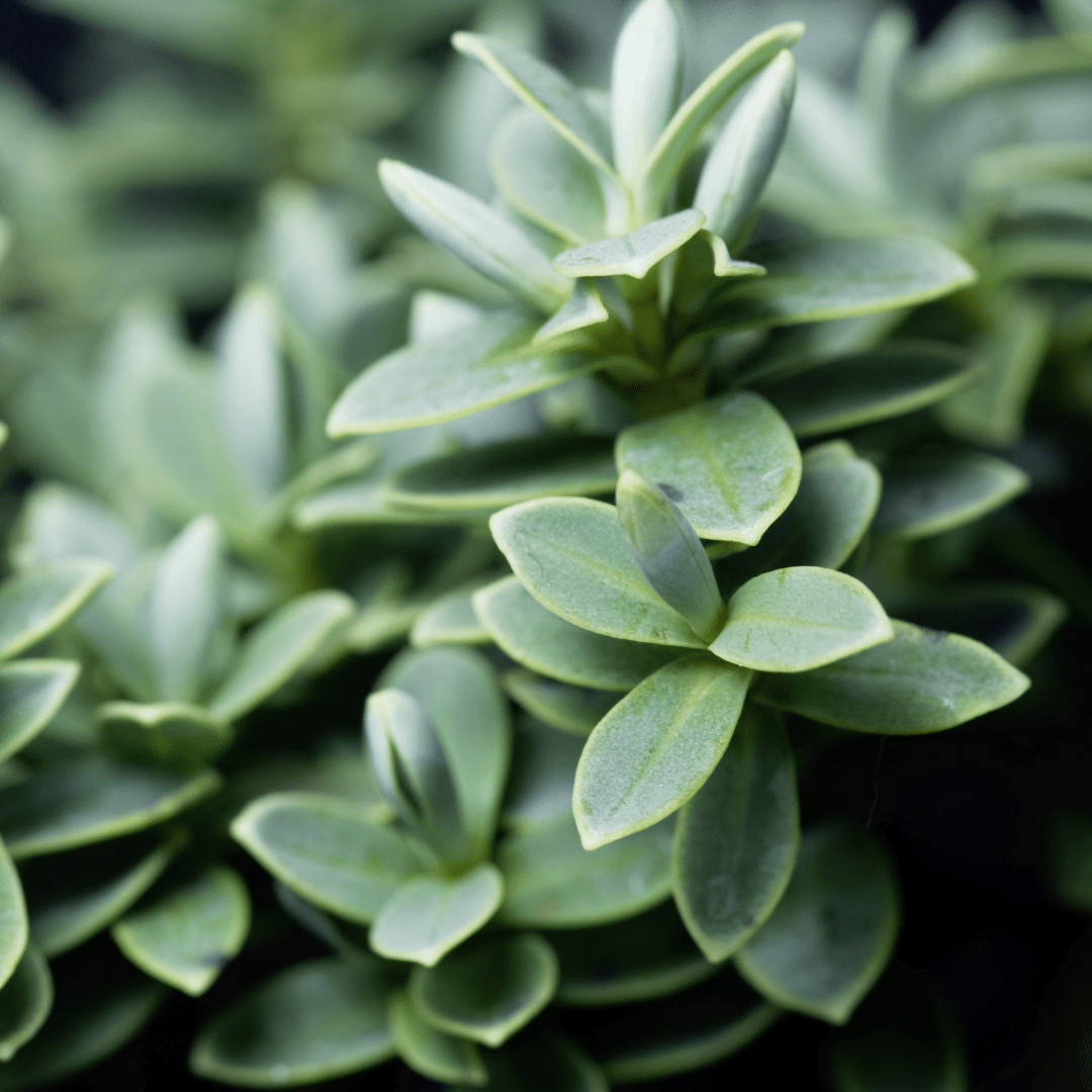 Hebe Little Leaves Grey - Frankton's