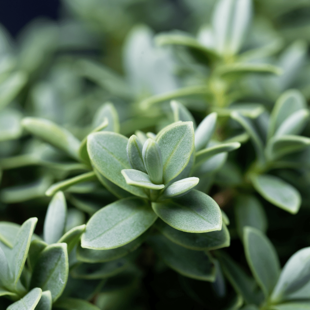 Hebe Little Leaves Grey - Frankton's