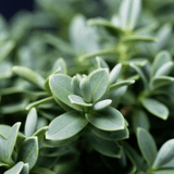 Hebe Little Leaves Grey - Frankton's