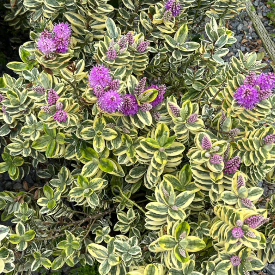 Hebe Variegata - Frankton's