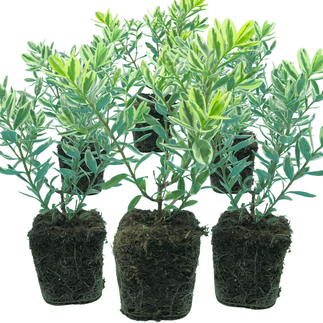 Hebe Variegata - Frankton's