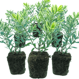 Hebe Variegata - Frankton's